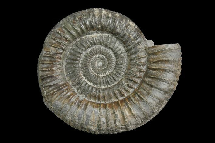 Ammonite (Dactylioceras) Fossil - England #174268